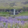 Seljalandsfoss and bluebells wall art Fine art photograph Seljalandsfoss waterfall Iceland wild bluebells limited edition landscape print