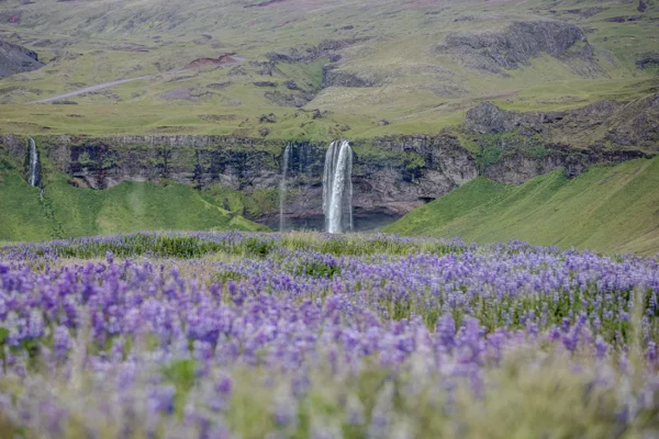 Seljalandsfoss and bluebells wall art Fine art photograph Seljalandsfoss waterfall Iceland wild bluebells limited edition landscape print