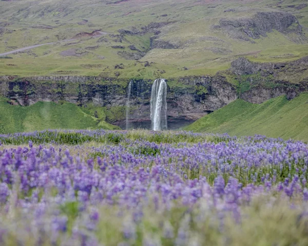 Seljalandsfoss and bluebells wall art Fine art photograph Seljalandsfoss waterfall Iceland wild bluebells limited edition landscape print