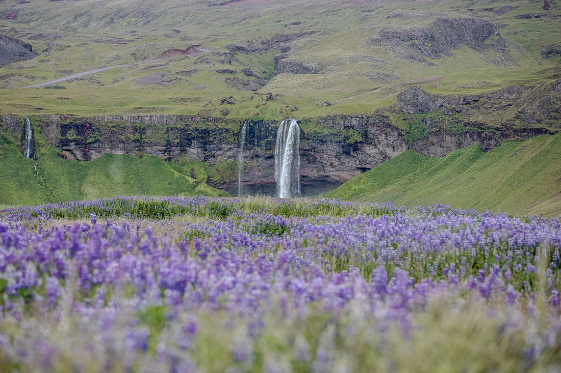 Fine art photograph Seljalandsfoss waterfall Iceland wild bluebells limited edition landscape print